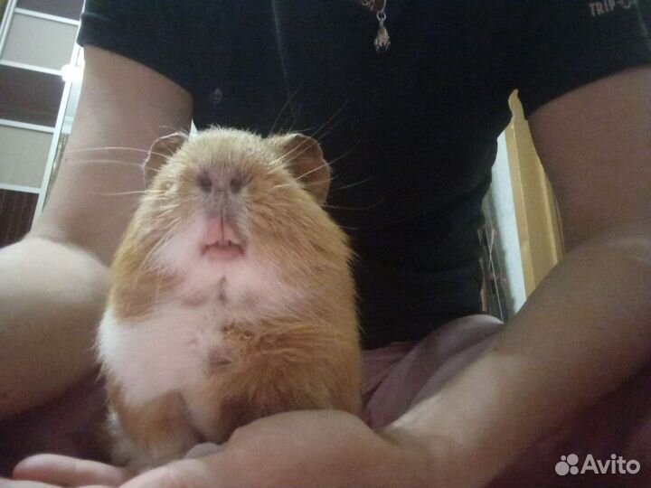Передержка бесплатно морских свинок