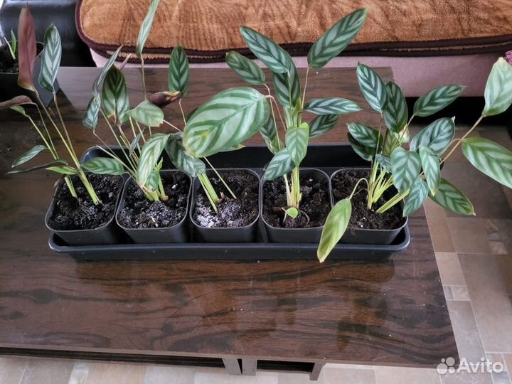 Комнатные растения