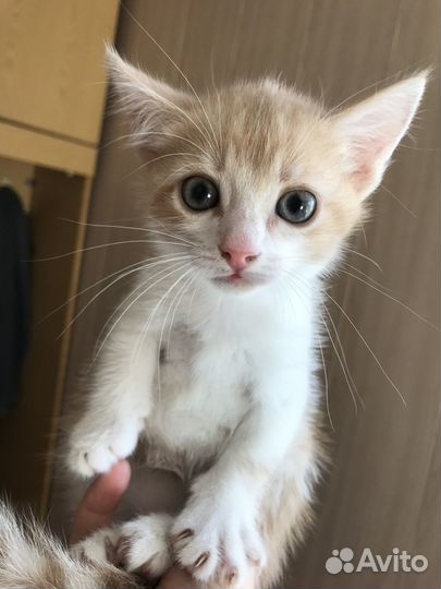 Котята с голубыми глазами