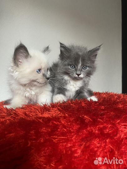 Котята бесплатно в добрые руки