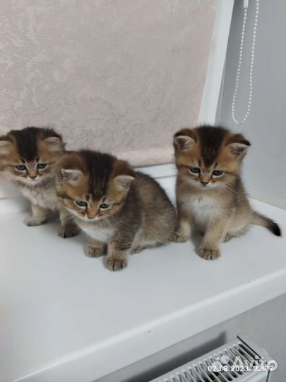 Котята прямоухой шиншиллы