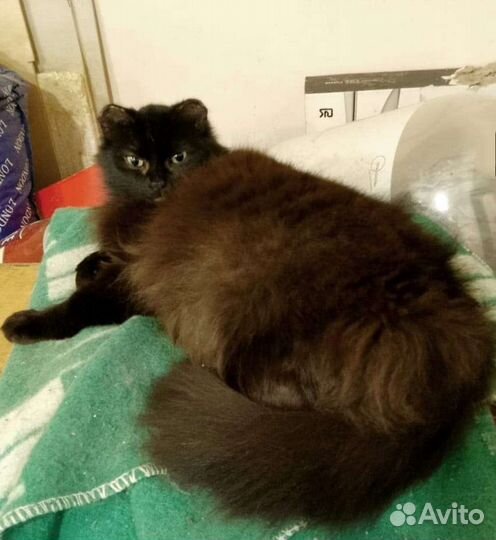 Кошечка ждет своих хозяев