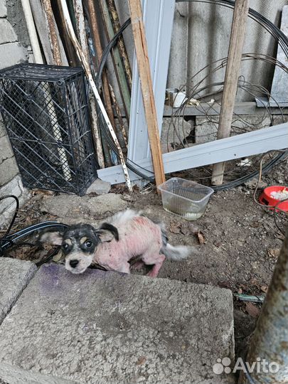 Нужна передержка