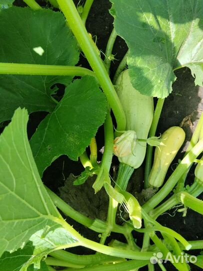 Кабачки свежие