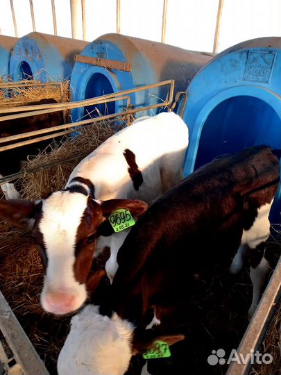 Телята племенные с доставкой