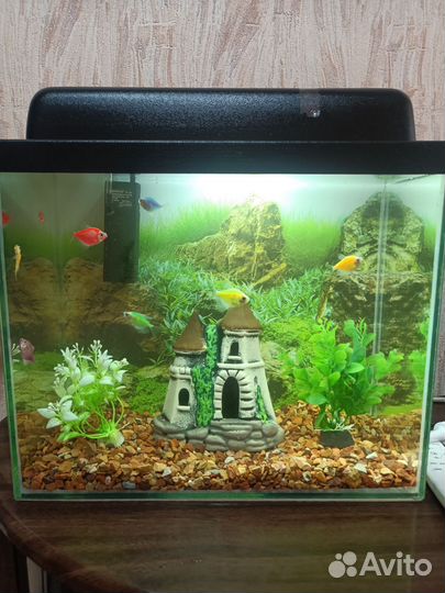 Аквариум 20л со всем содержимым