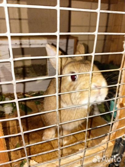 Кролик декоративный с клеткой стационарной
