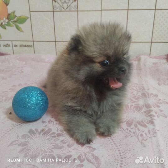 Померанский шпиц мини щенок