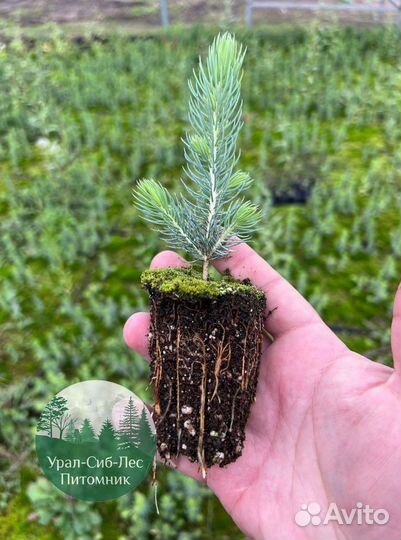 Зкс Сосна сеянцы Ели Лиственницы окс Голуб Горная