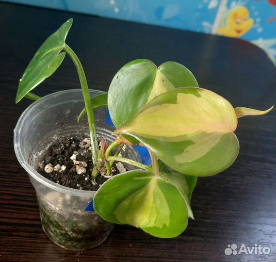 Филодендроны