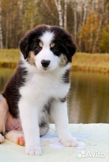 Щенок австралийской овчарки (аусси)