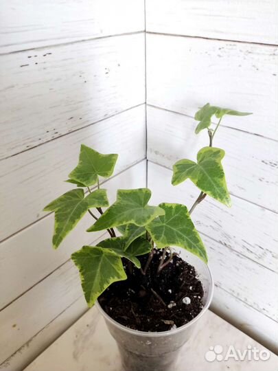 Плющ хедера