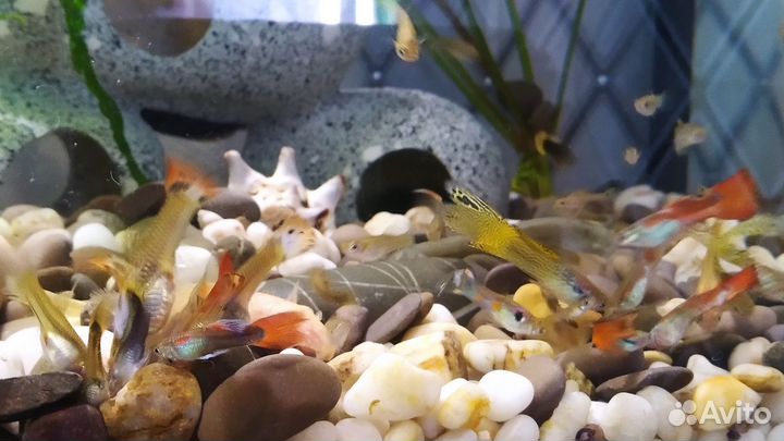 Гуппи. Аквариумные рыбки