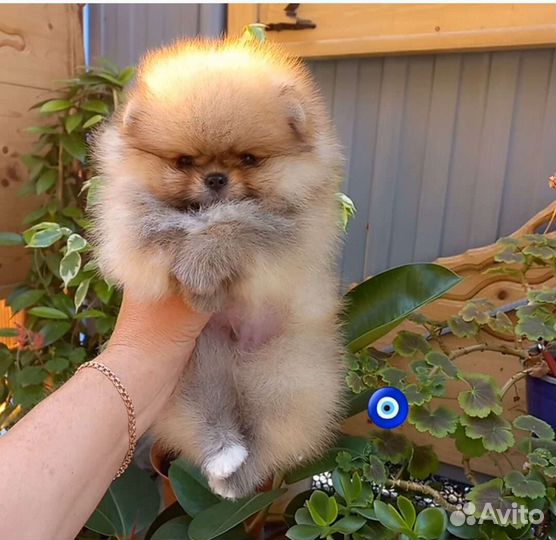 Мальчик мини шпиц