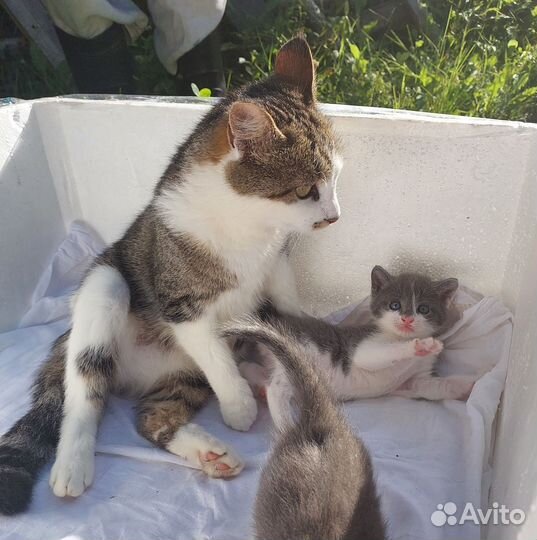 Котята в добрые руки бесплатно