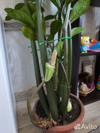 Замиокулькас высокий