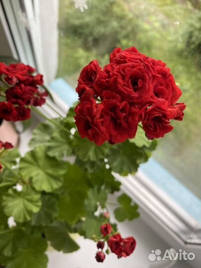 Пеларгония герань