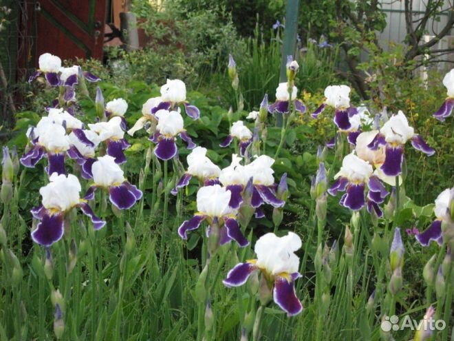 Многолетники Гортензия ирисы бадан хосты