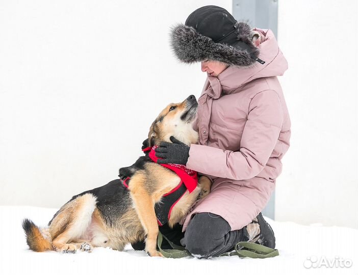 Собака улыбака Расти