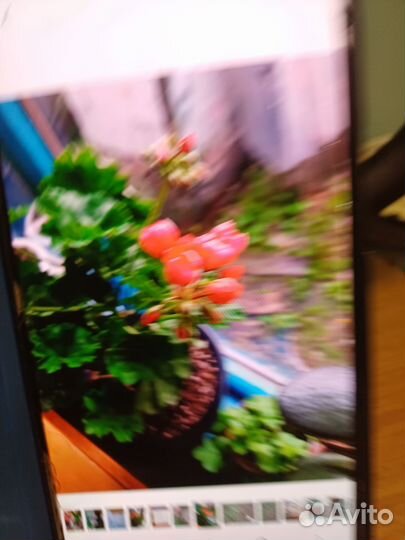 Пеларгония герань