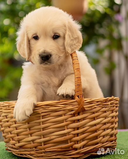 Алиментный щенок