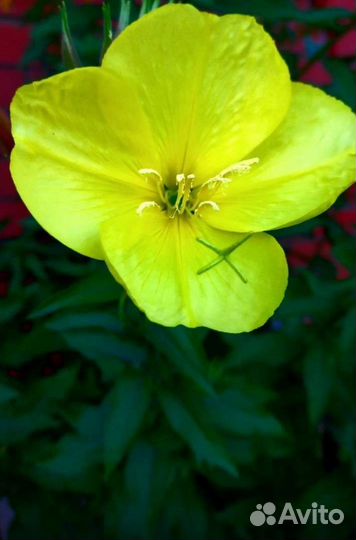 Комнатные и садовые растения (хойя, кактусы