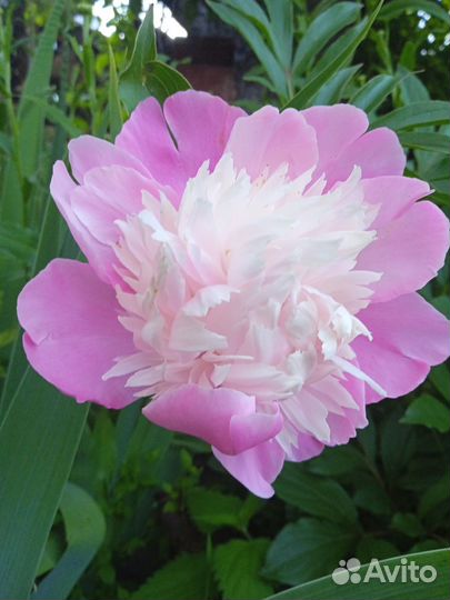 Цветы многолетние