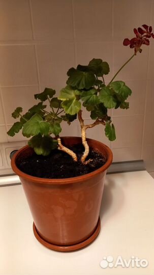 Цветы в горшках