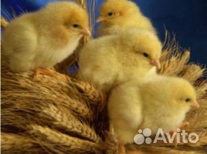 Цыплята бройлеры Кобб 500 Словакия