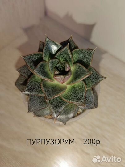 Суккуленты