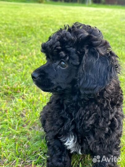 Пудель миниатюра