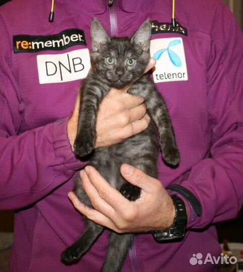 Полумейн-кунята