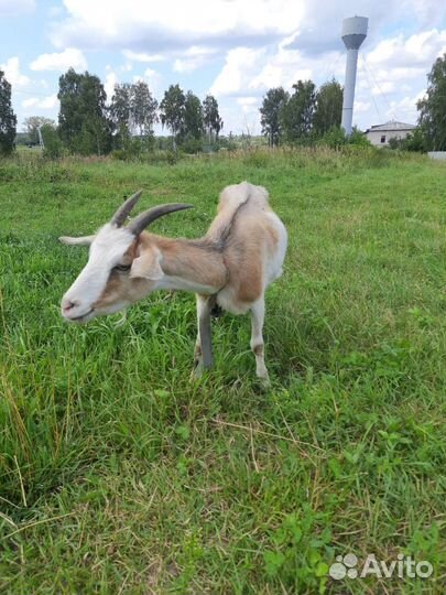 Продам козу