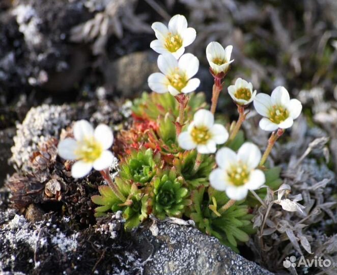 Камнеломка Арендса белая