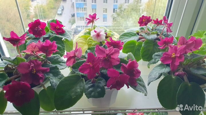 Цветущие фиалки