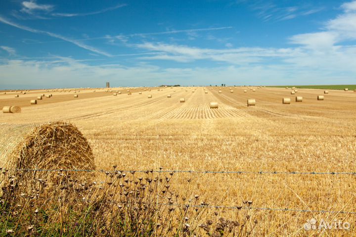Зерно пшеница ячмень