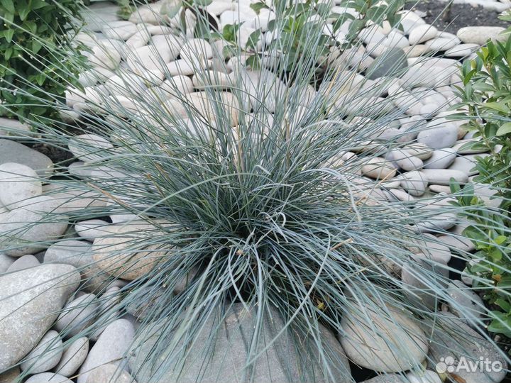 Овсяница сизая