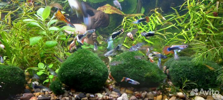 Рыбки гуппи