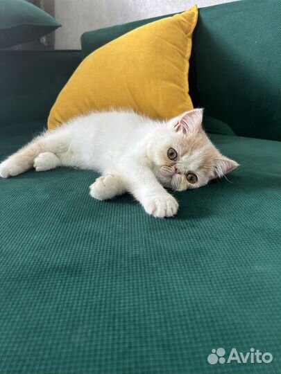 Котик экзот