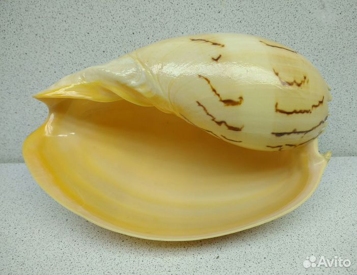 Тона 13,9 морская ракушка раковина