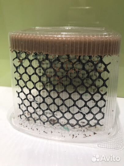 Бражник, туркм.арген. мадогаскр.тараканы, саранча