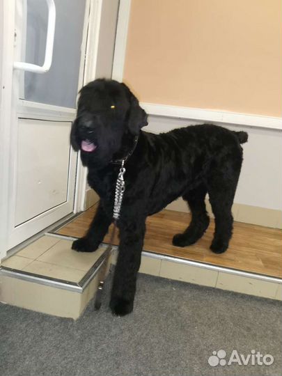 Стрижка и экспресс-линька собак