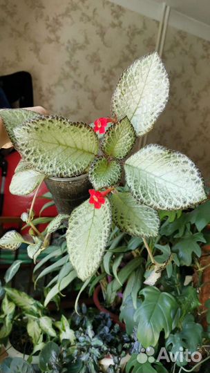 Эписция 2 сорта, Пелиония