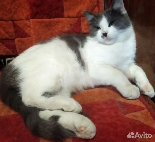 Котята 8 мес