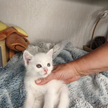 Турецкая ангора котёнок