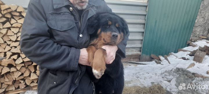 Тибетский мастиф щенки