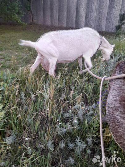 2 козочки дойные
