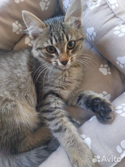 Самые красивые котята