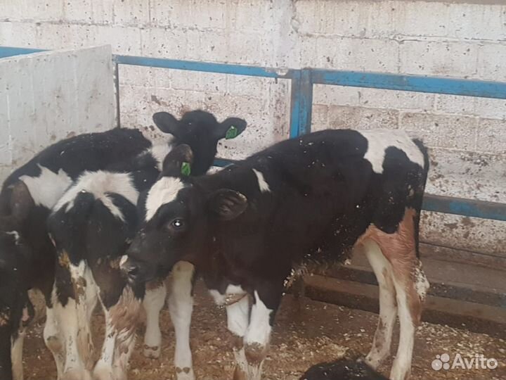 Бычки мясного направление Бесплатная доставка