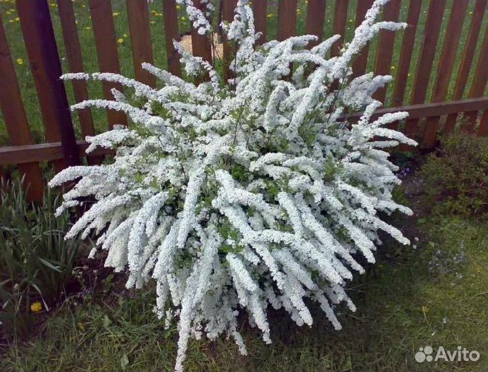 Спирея серая Грефшейм